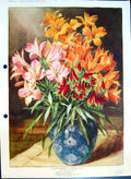 Original Old Antique Print Alstroemerlas Lily Vase Colour Flowers
