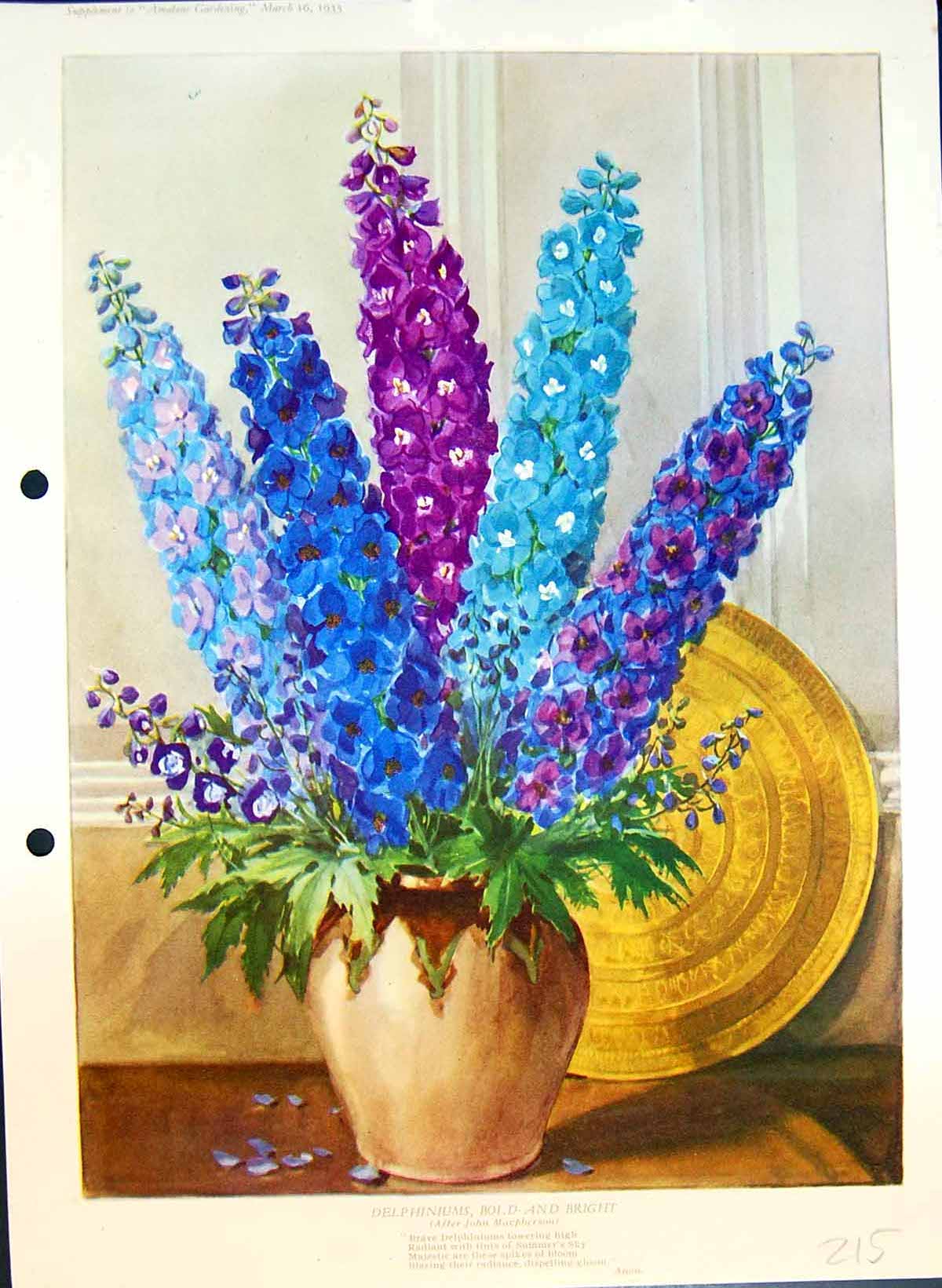 Original Old Antique Print Delphiniums Vase Purple Blue Colour Flowers