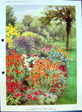 Original Old Antique Print Colour Flowers Fine Border Plants Annuals Perennials