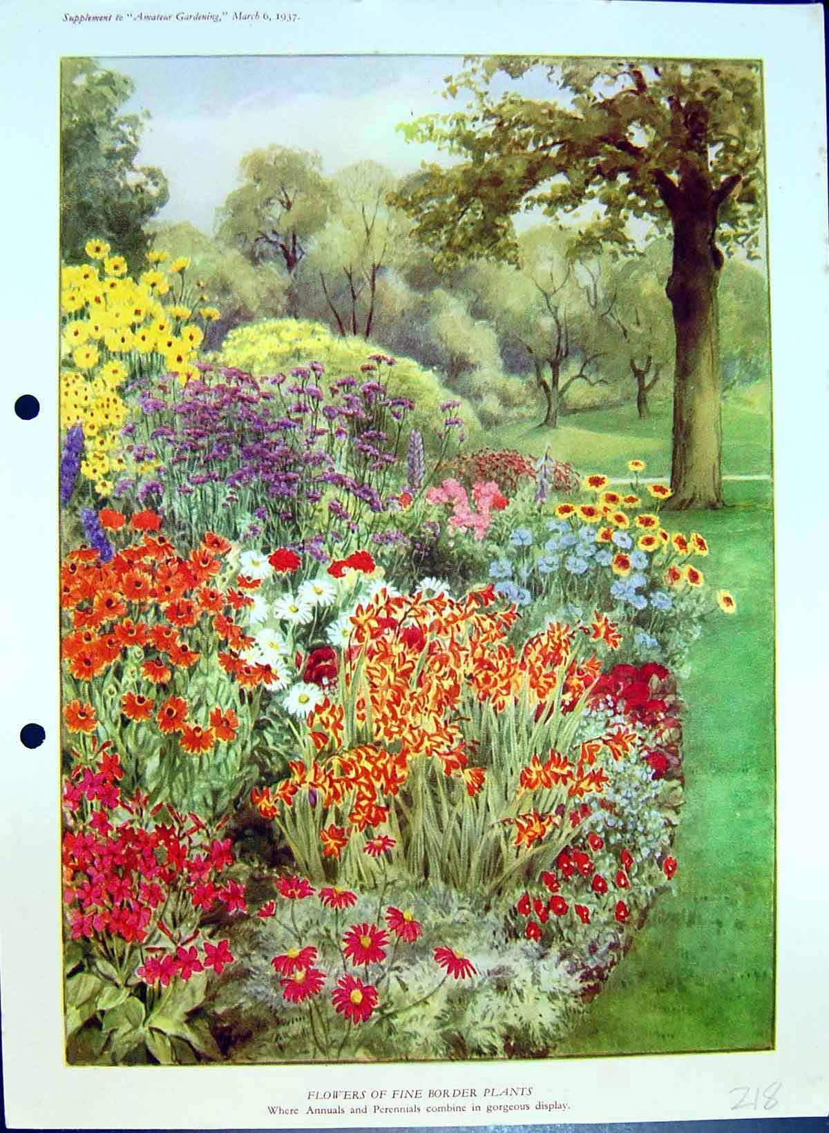 Original Old Antique Print Colour Flowers Fine Border Plants Annuals Perennials