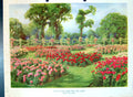 Antique Print Queen Mary'S Rose Garden Regent'S Park London Colour Flowers