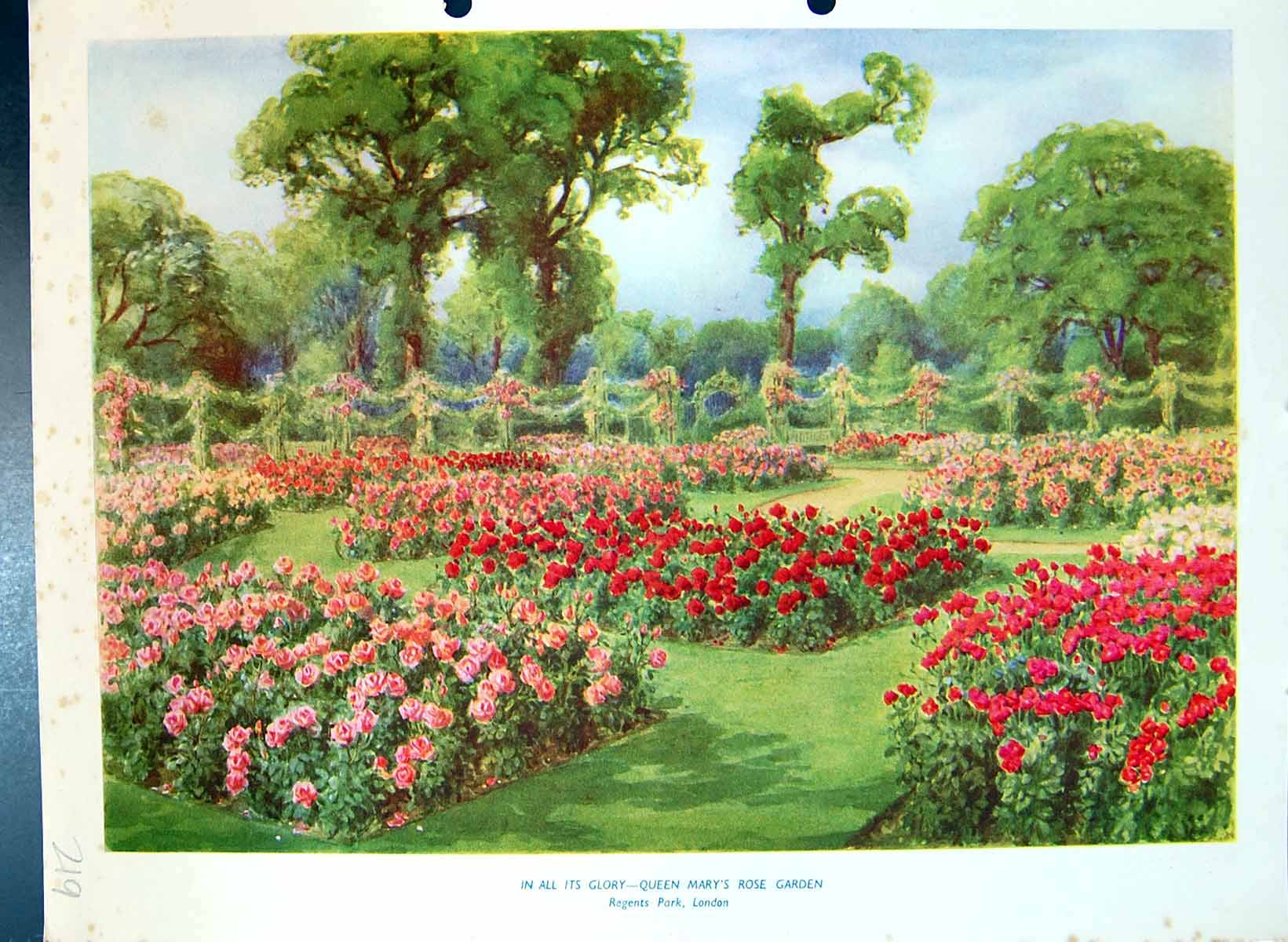 Antique Print Queen Mary'S Rose Garden Regent'S Park London Colour Flowers