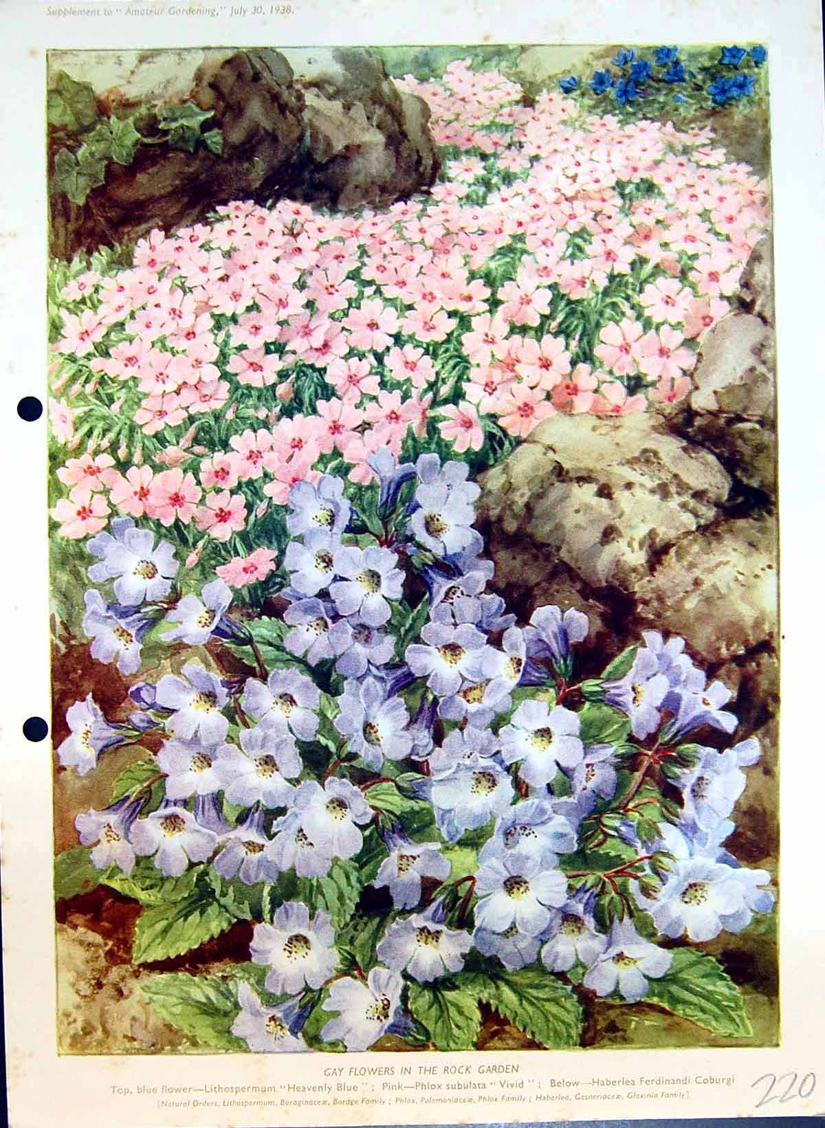 Antique Print Colour Flowers Rock Garden Lithospermum Phlox Haberlea Borage