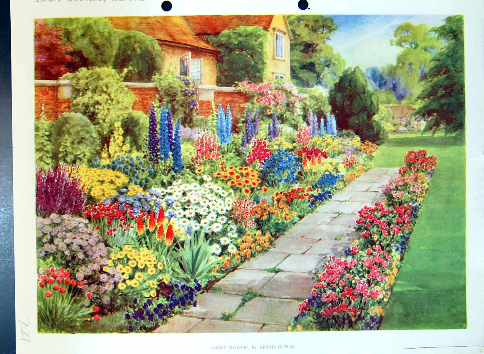 Original Old Antique Print Colour Hardy Flowers Grand Display Garden