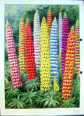Original Old Antique Print Russell Lupins Mixed Hybrids Colour Flowers