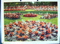 Original Old Antique Print Colour Flowers Bedding Begonias Regent'S Park London