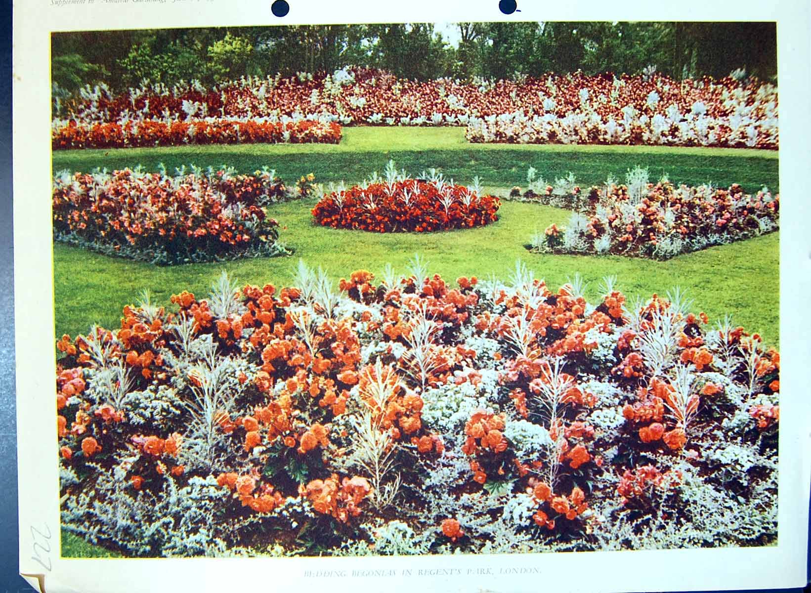 Original Old Antique Print Colour Flowers Bedding Begonias Regent'S Park London