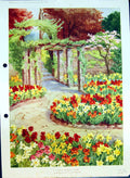 Old Spring Bedding Scheme Wallflowers Trumpet Daffodils Colour Flower