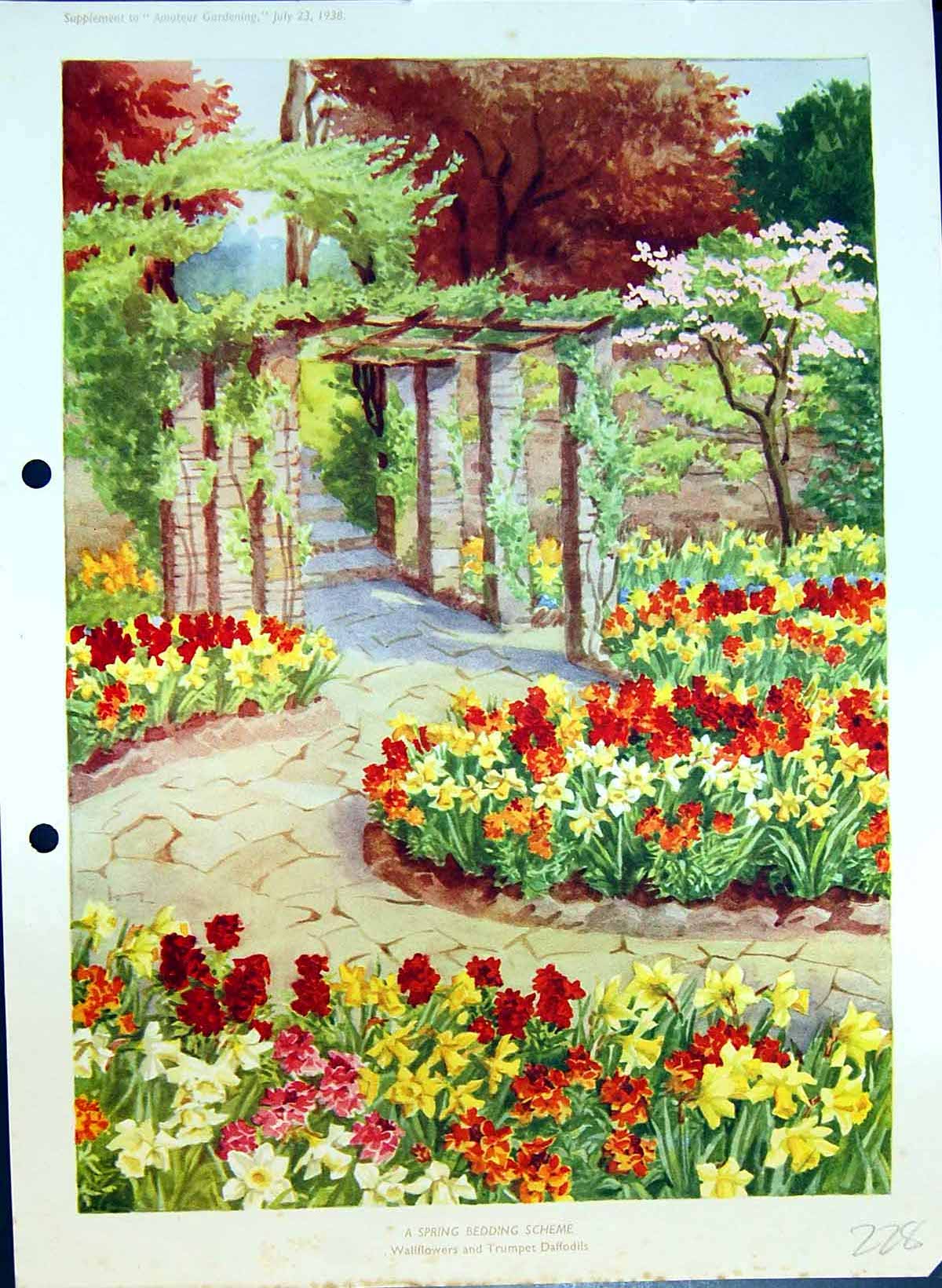 Old Spring Bedding Scheme Wallflowers Trumpet Daffodils Colour Flower