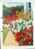Old Liliums Regale Umbellatum Vermilion Brilliant Lily Colour Flowers