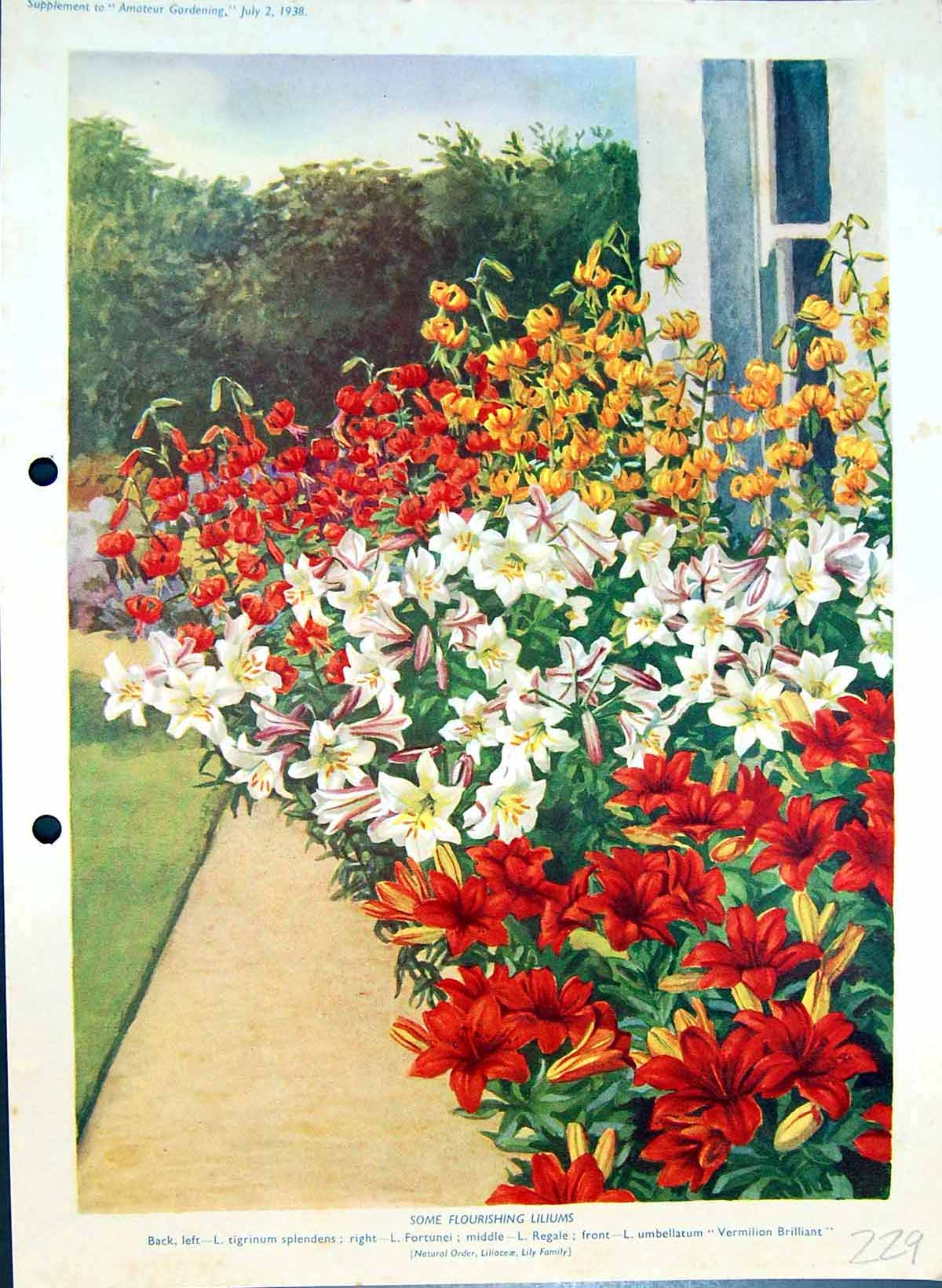 Old Liliums Regale Umbellatum Vermilion Brilliant Lily Colour Flowers