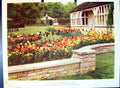Original Old Antique Print Tulip Cricketer'S Bagshot Colour Flowers