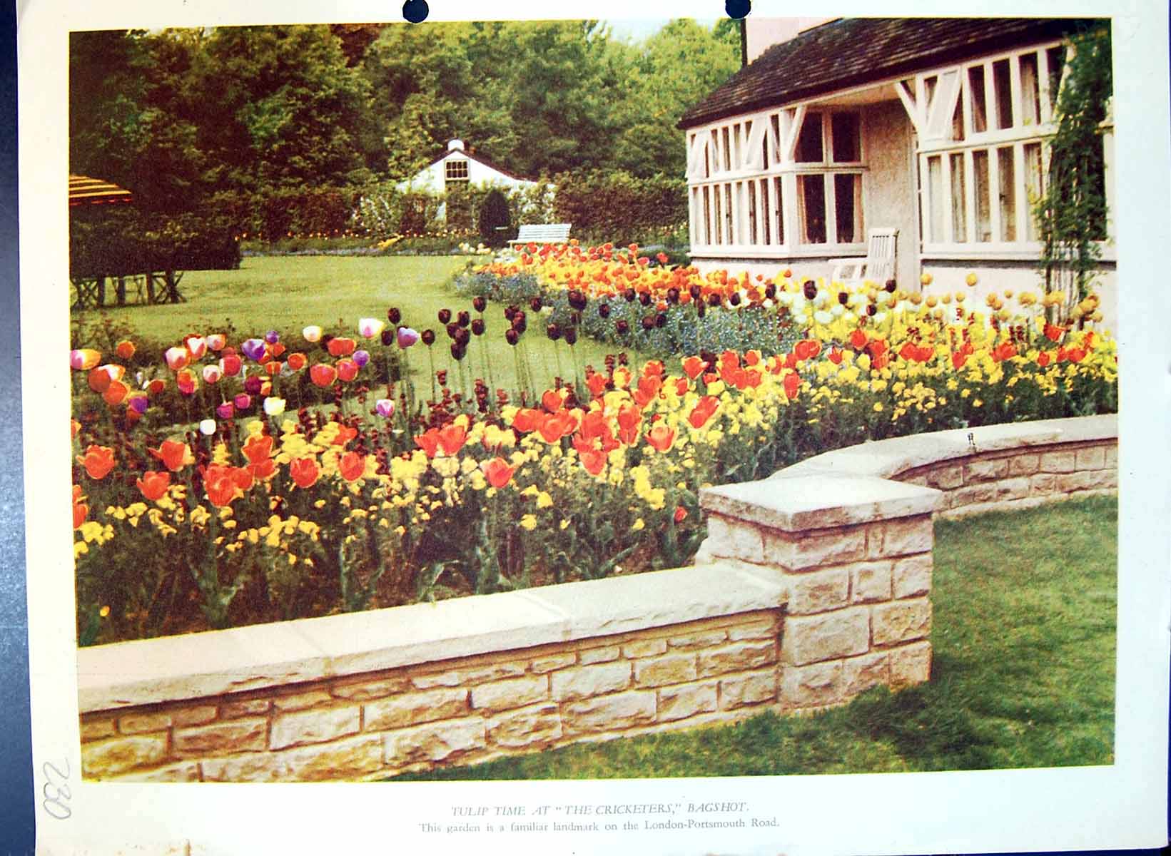 Original Old Antique Print Tulip Cricketer'S Bagshot Colour Flowers