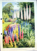 Original Old Antique Print Lupins Robustus Eremurus Liliance Colour Flowers