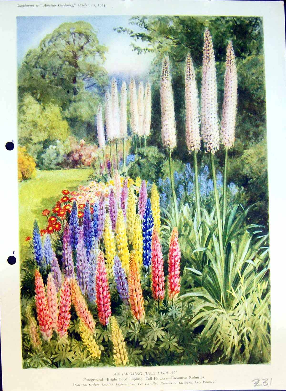 Original Old Antique Print Lupins Robustus Eremurus Liliance Colour Flowers