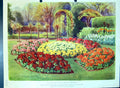 Antique Old Print Polyanthus Spring Bedding Primrose Family Colour Flowers