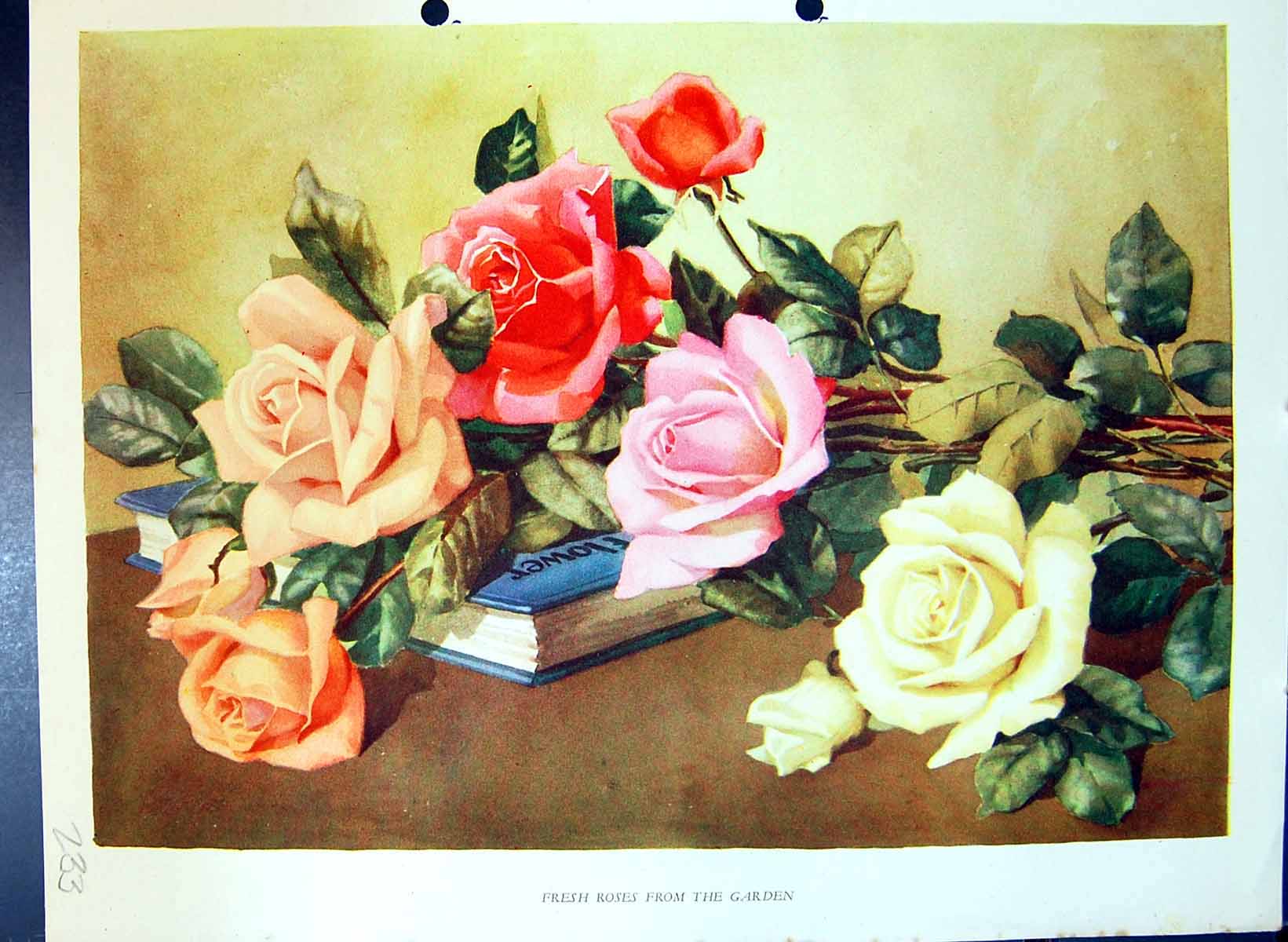Original Old Antique Print Fresh Garden Roses Colour Flowers