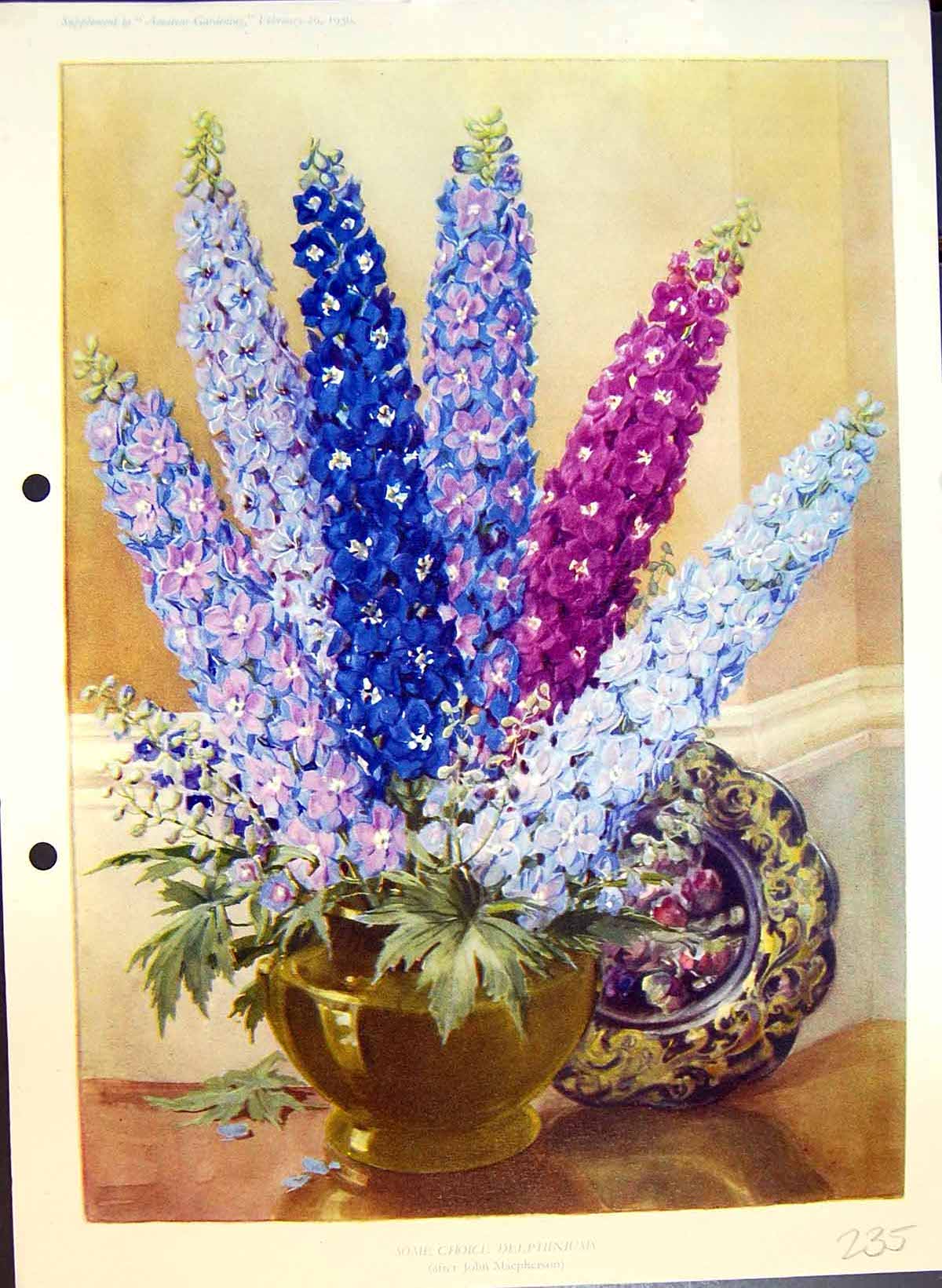 Original Old Antique Print Vase Choice Delphiniums Colour Flowers