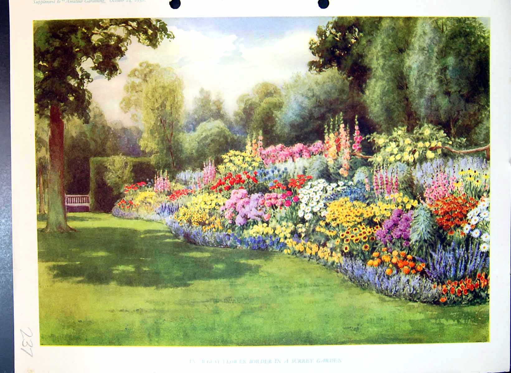 Original Old Antique Print August Border Surrey Garden Colour Flowers