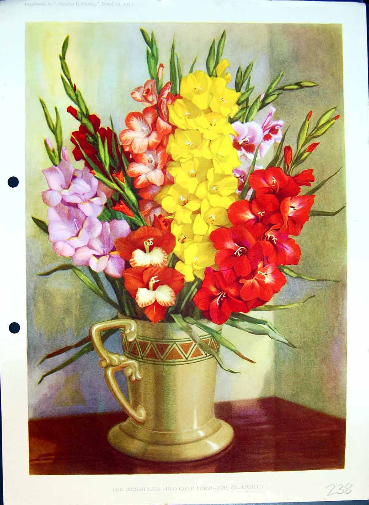 Original Old Antique Print Gladiolus Vase Colour Flowers