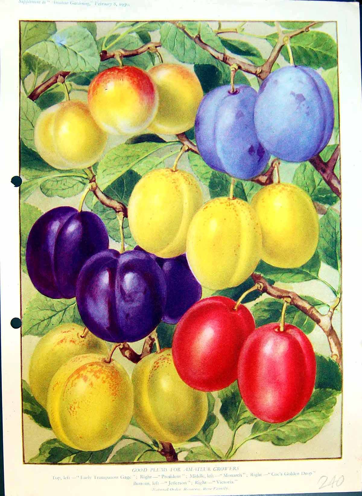 Original Old Antique Print Colour Plums Early Gage Monarch Gen Drop Victoria