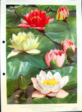 Old Colour Flowers Floating Loveliness Water Lilies Nymphaea Marliacc