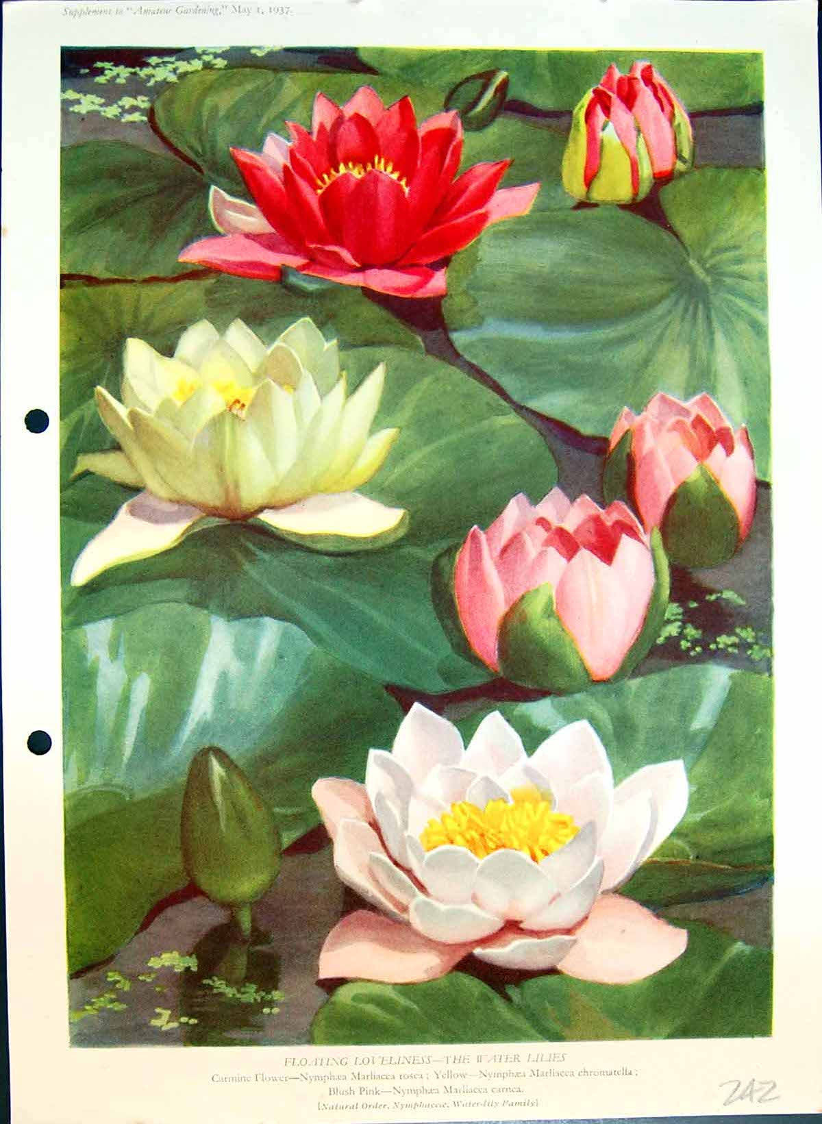 Old Colour Flowers Floating Loveliness Water Lilies Nymphaea Marliacc