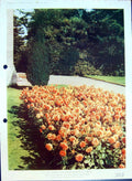 Antique Old Print Colour Flowers Double Flowered Bedding Dahlias Kew Gardens
