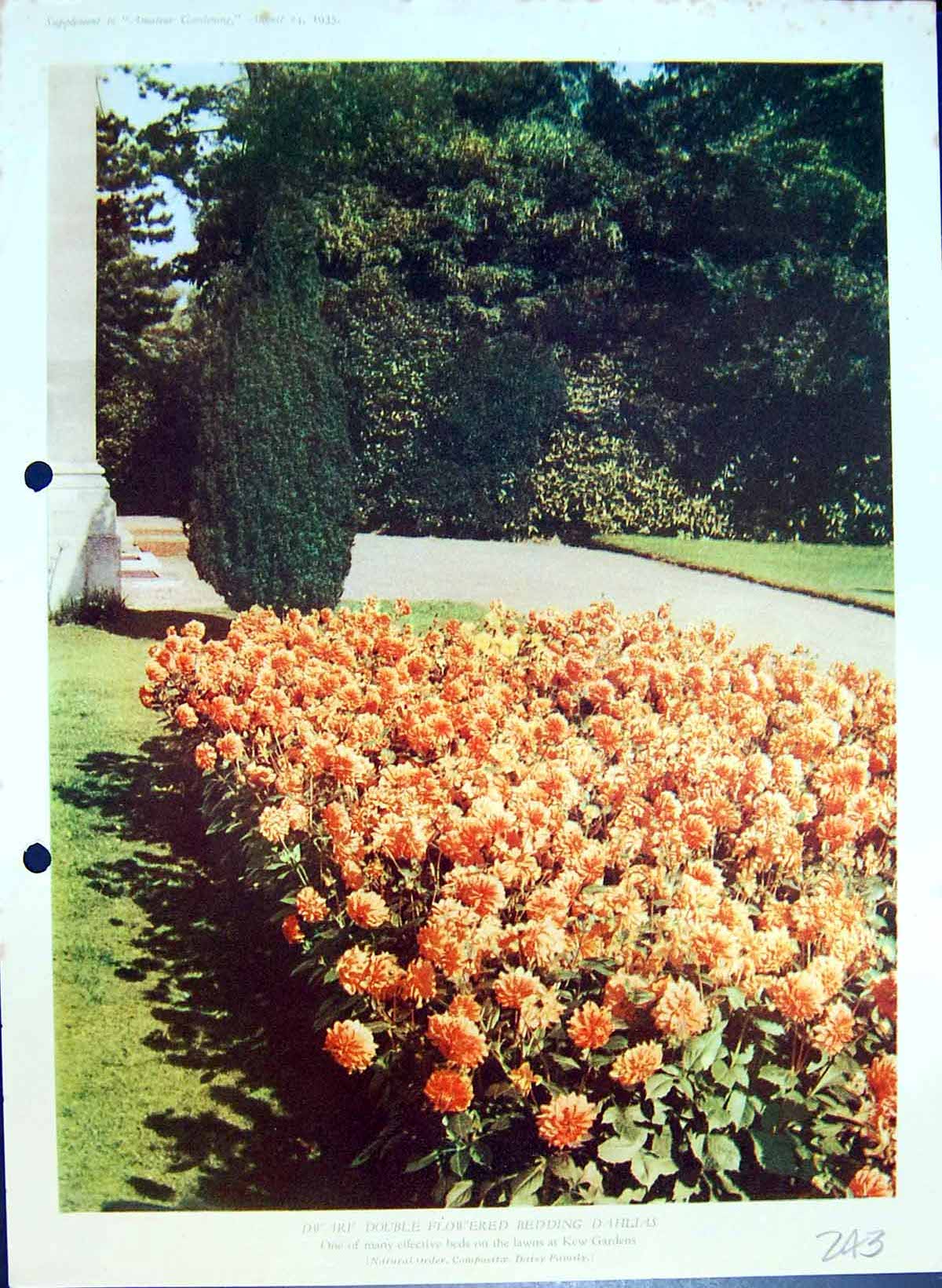 Antique Old Print Colour Flowers Double Flowered Bedding Dahlias Kew Gardens
