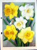 Old Colour Flowers Grand Trumpet Daffodils Waveren Thetis Dawson City