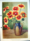 Antique Old Print Gaillardia Grandiflora King Daisy Perennial Colour Flowers