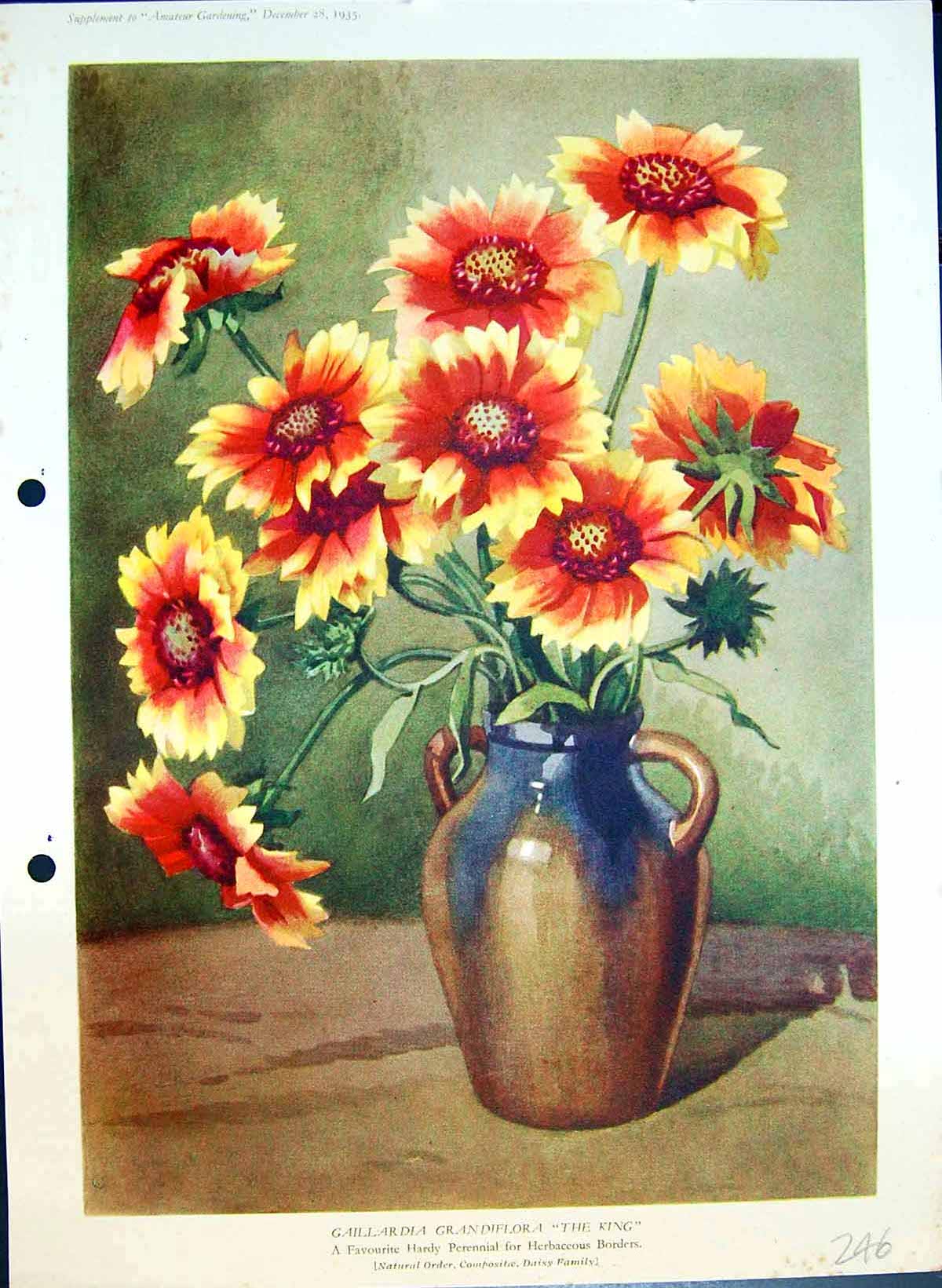 Antique Old Print Gaillardia Grandiflora King Daisy Perennial Colour Flowers