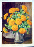Antique Print Calendula Officinalis Orange King Daisy Scotch MarigColour Fl
