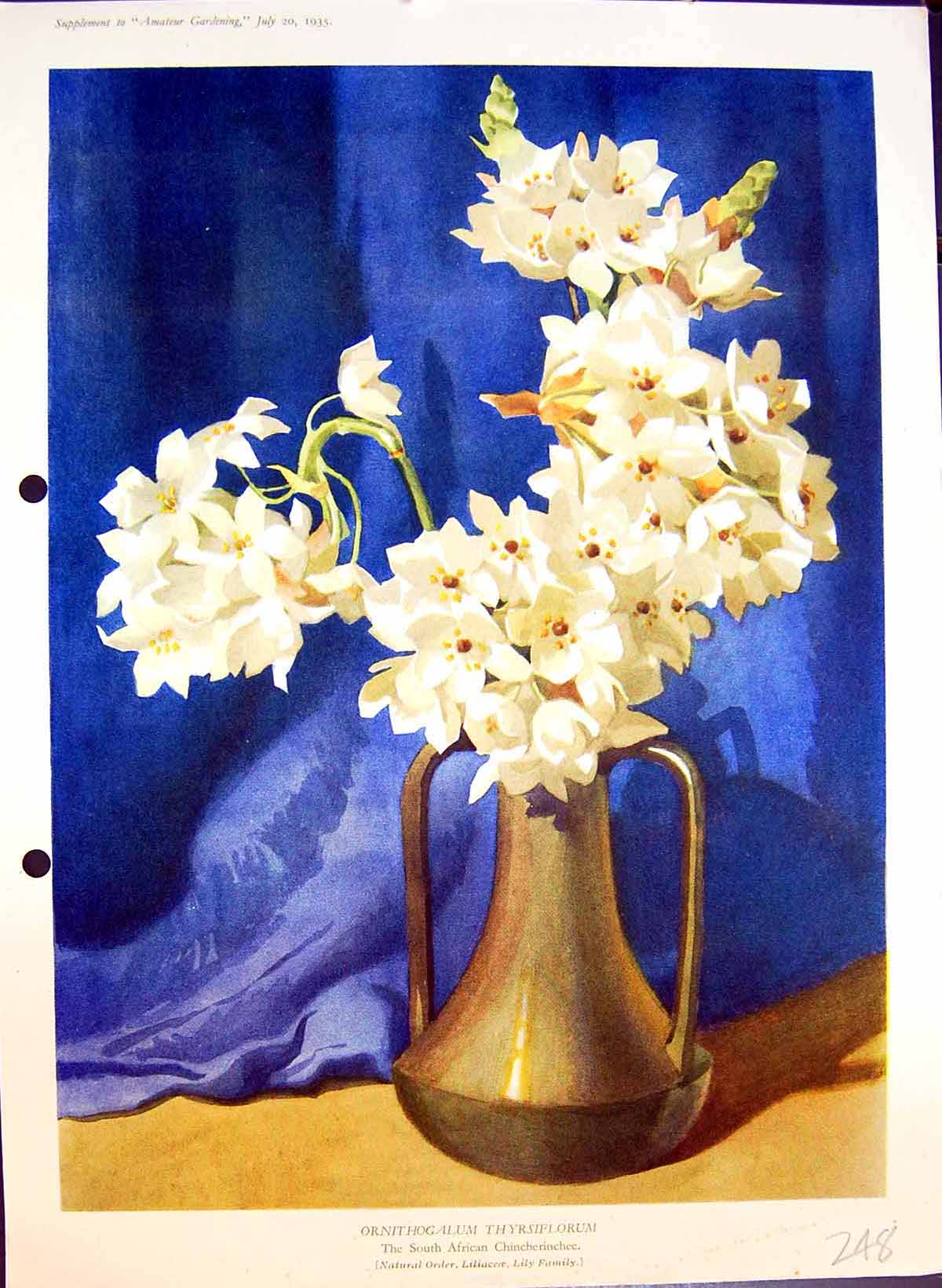 Original Old Antique Print Ornithoglium Thyrsiflorum Lily Colour Flowers