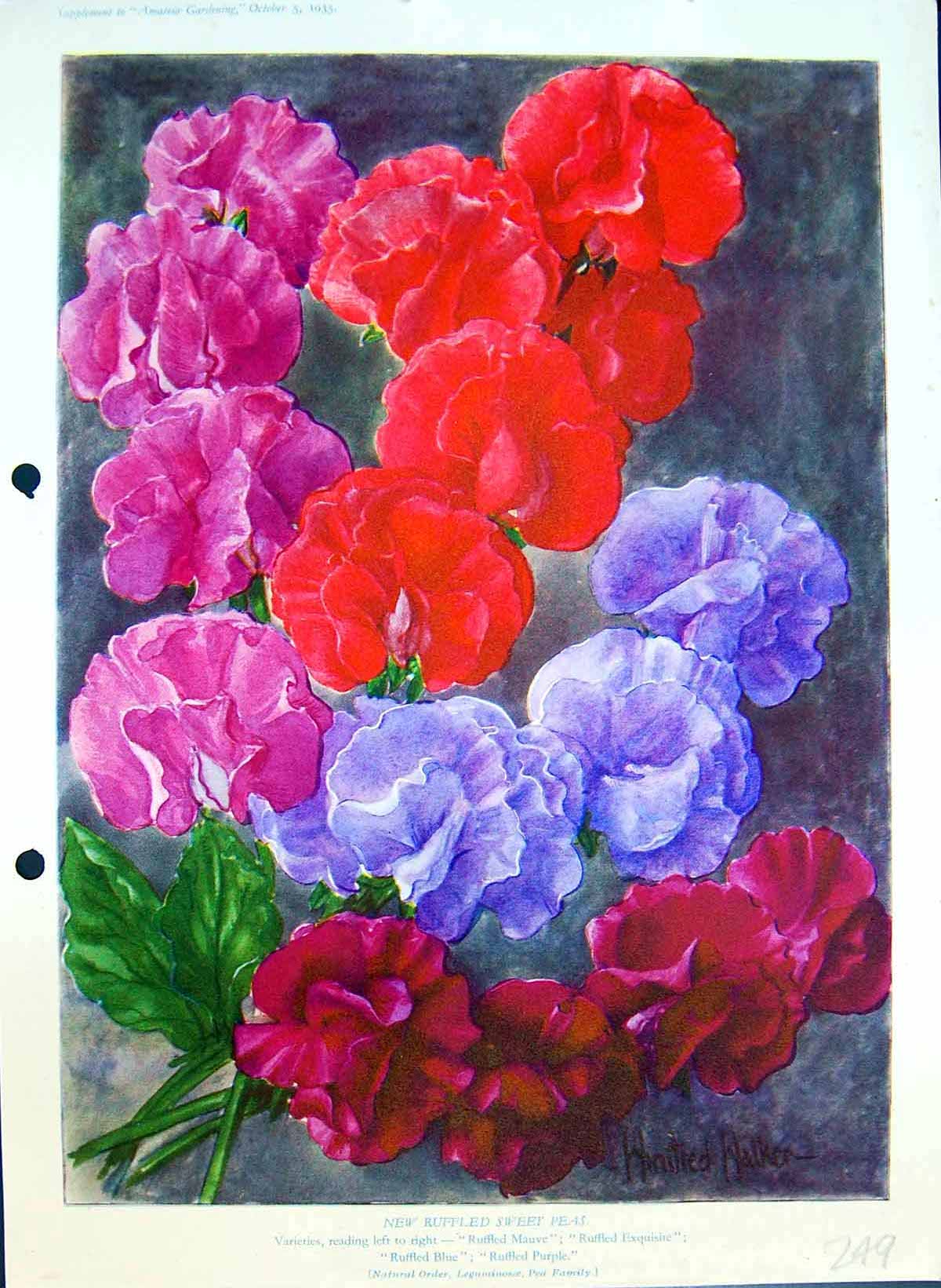 Antique Print Ruffled Sweet Peas Mauve Exquisite Blue Purple Colour Flowers