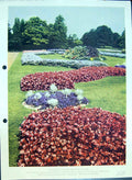 Antique Old Print Summer Bedding Scheme Lavender Blue Plants Colour Flowers