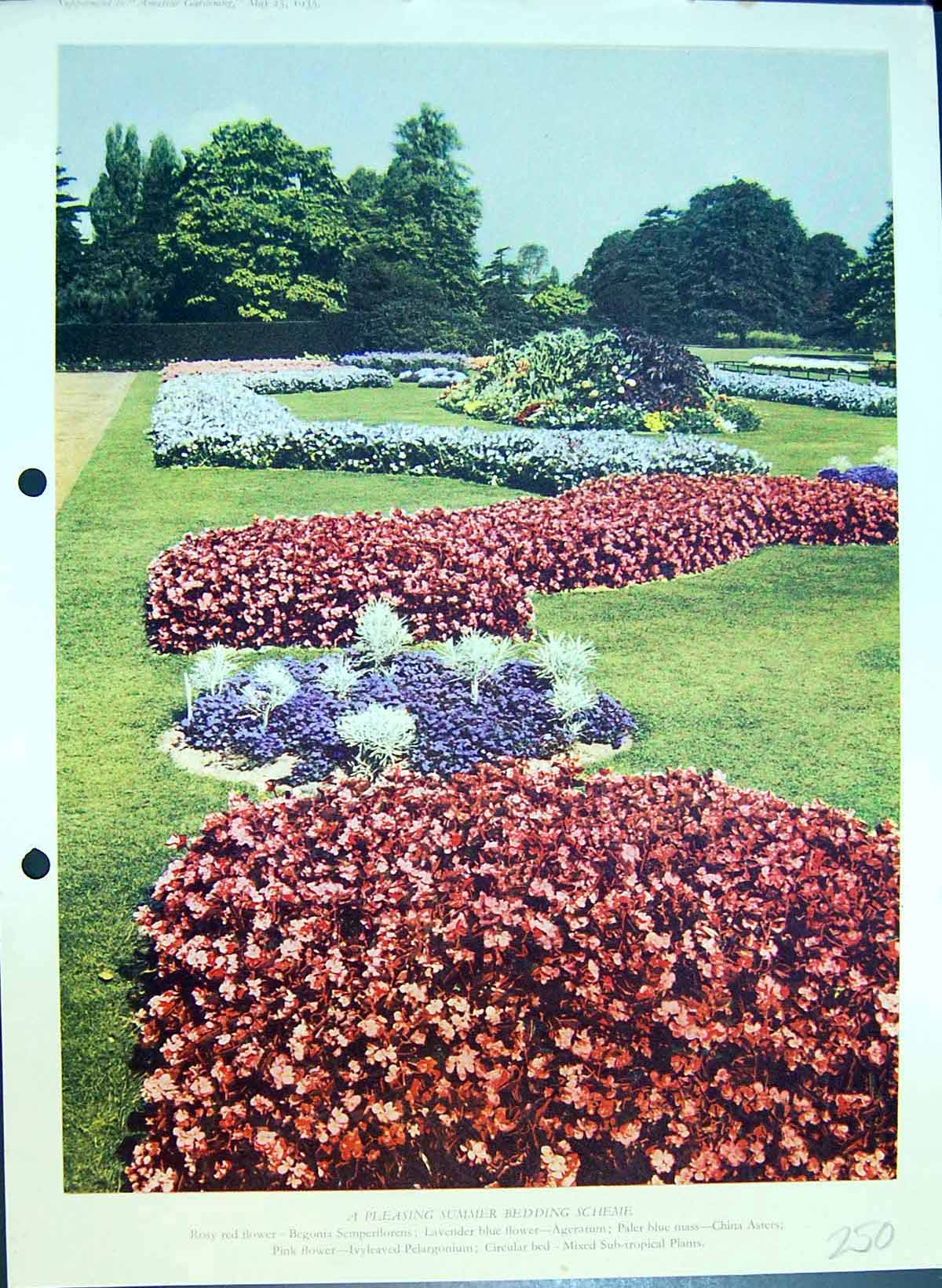 Antique Old Print Summer Bedding Scheme Lavender Blue Plants Colour Flowers