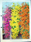 Original Old Antique Print Chrysanthemums Cascade Colour Flowers