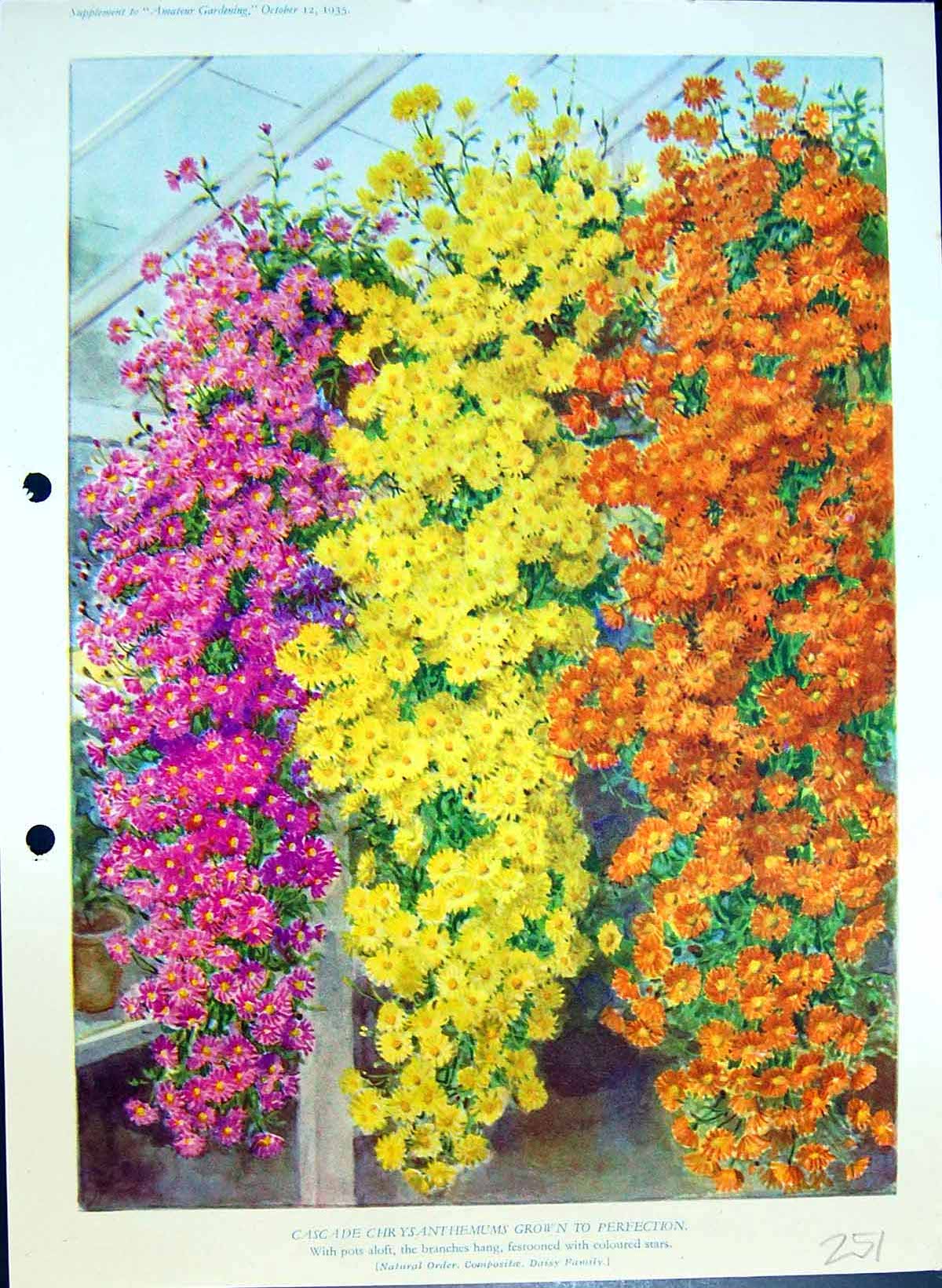 Original Old Antique Print Chrysanthemums Cascade Colour Flowers