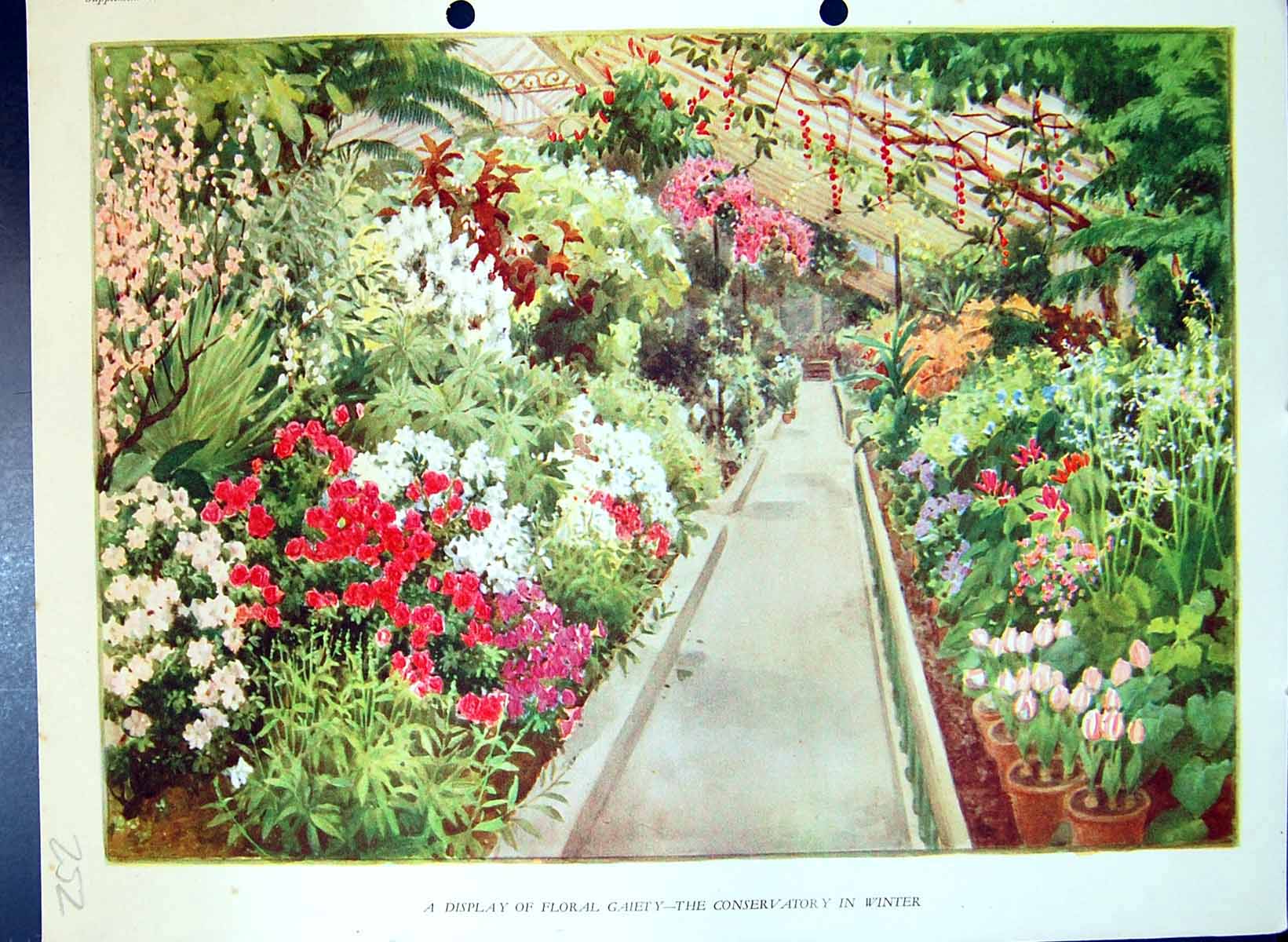 Old Antique Print Floral Gaiety Conservatory Winter Scene Colour Flowers
