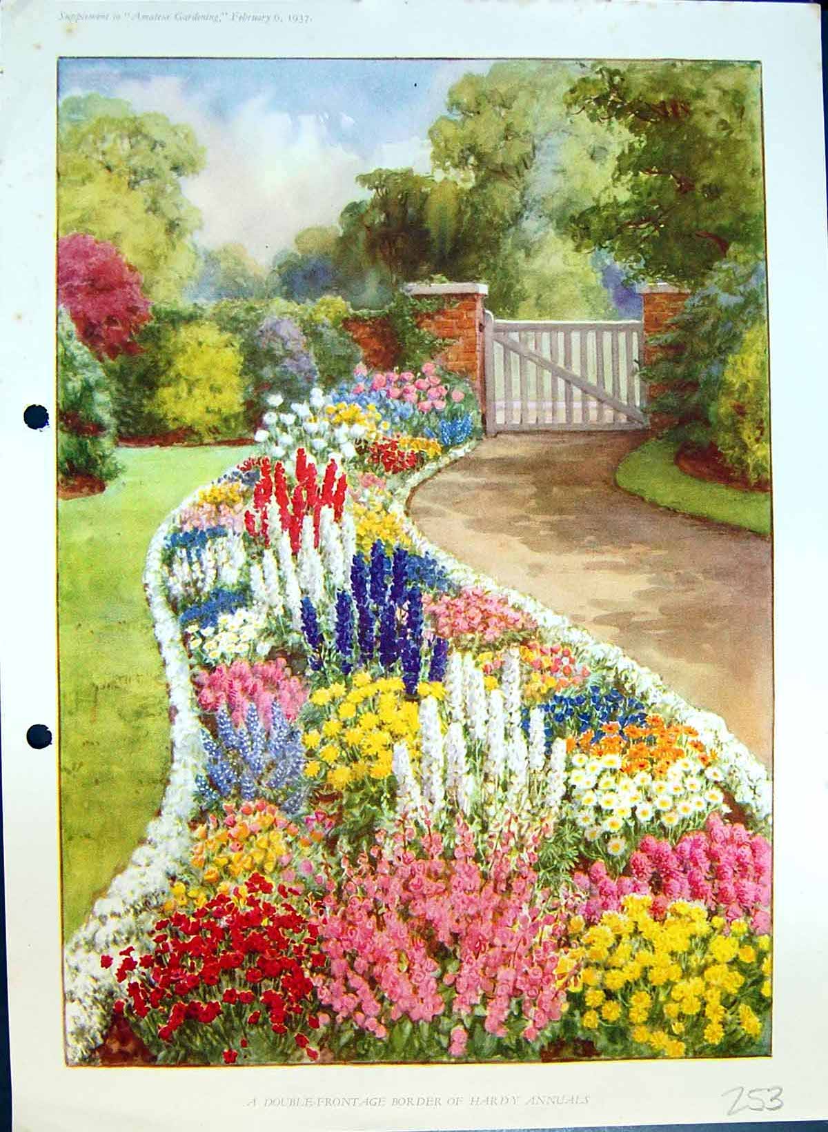 Original Old Antique Print Double-Frontage Border Hardy Annuals Colour Flowers