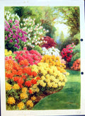 Old Antique Print Azalea Mollis Lilacs Maple Rhododendron Colour Flowers