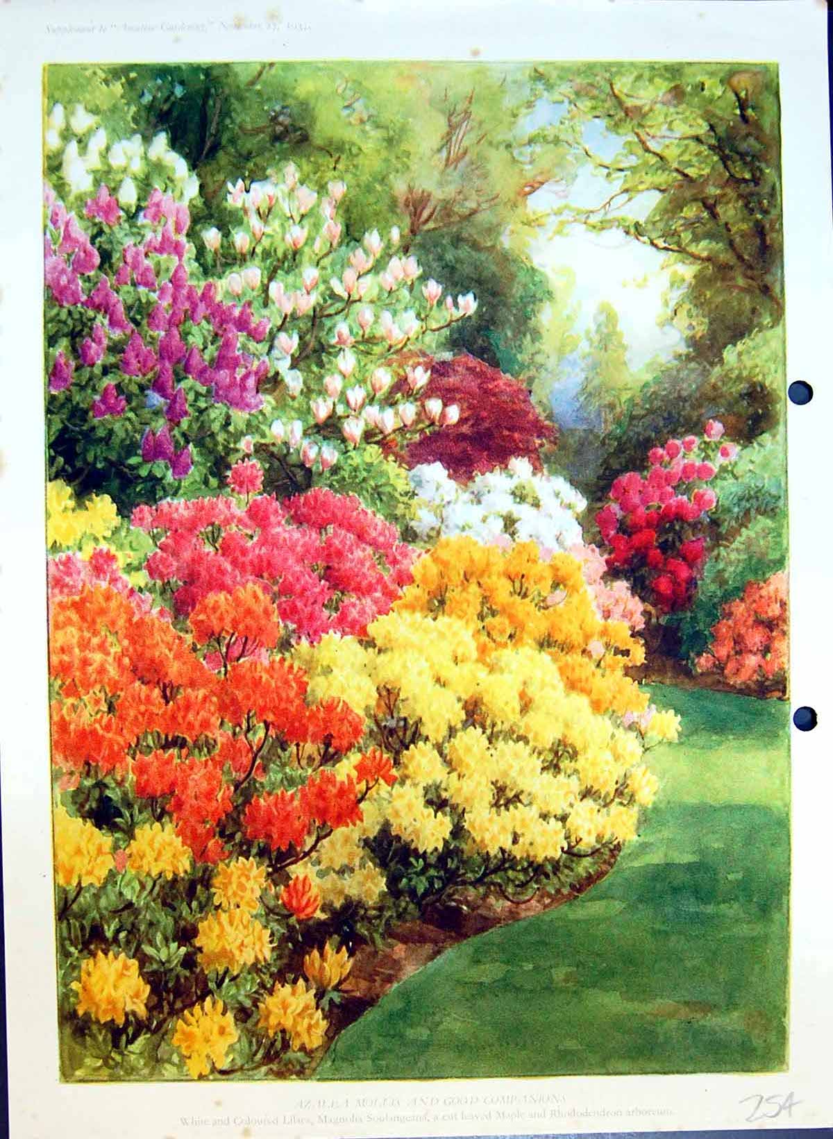 Old Antique Print Azalea Mollis Lilacs Maple Rhododendron Colour Flowers