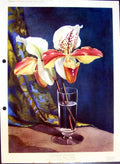 Antique Old Print Cypripedium Chrysostum Lady'S Slipper Orchid Colour Flowers