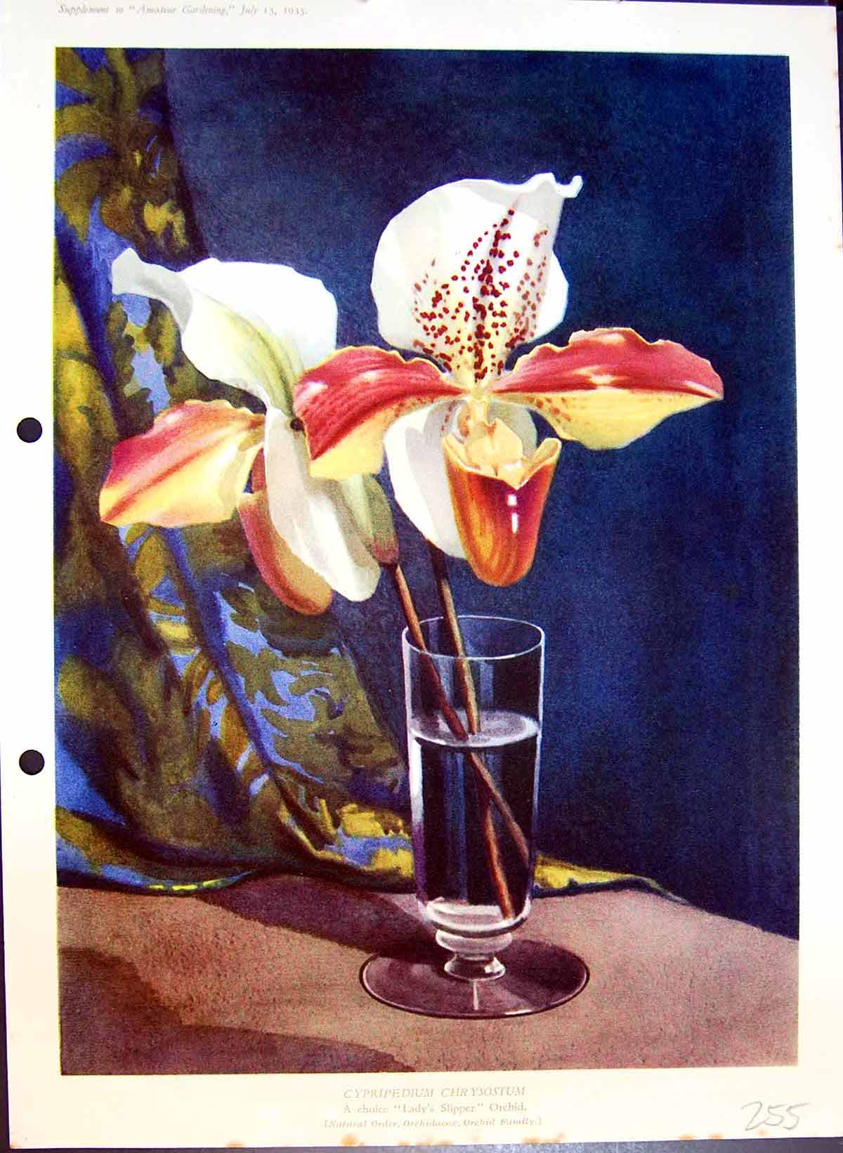 Antique Old Print Cypripedium Chrysostum Lady'S Slipper Orchid Colour Flowers