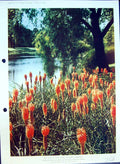Old Kniphofia Aloides Torch Lily Red Hot Poker Kew Gardens Colour Flo