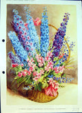 Original Old Antique Print Delphiniums Gladiolus Peachblossom Colour Flowers