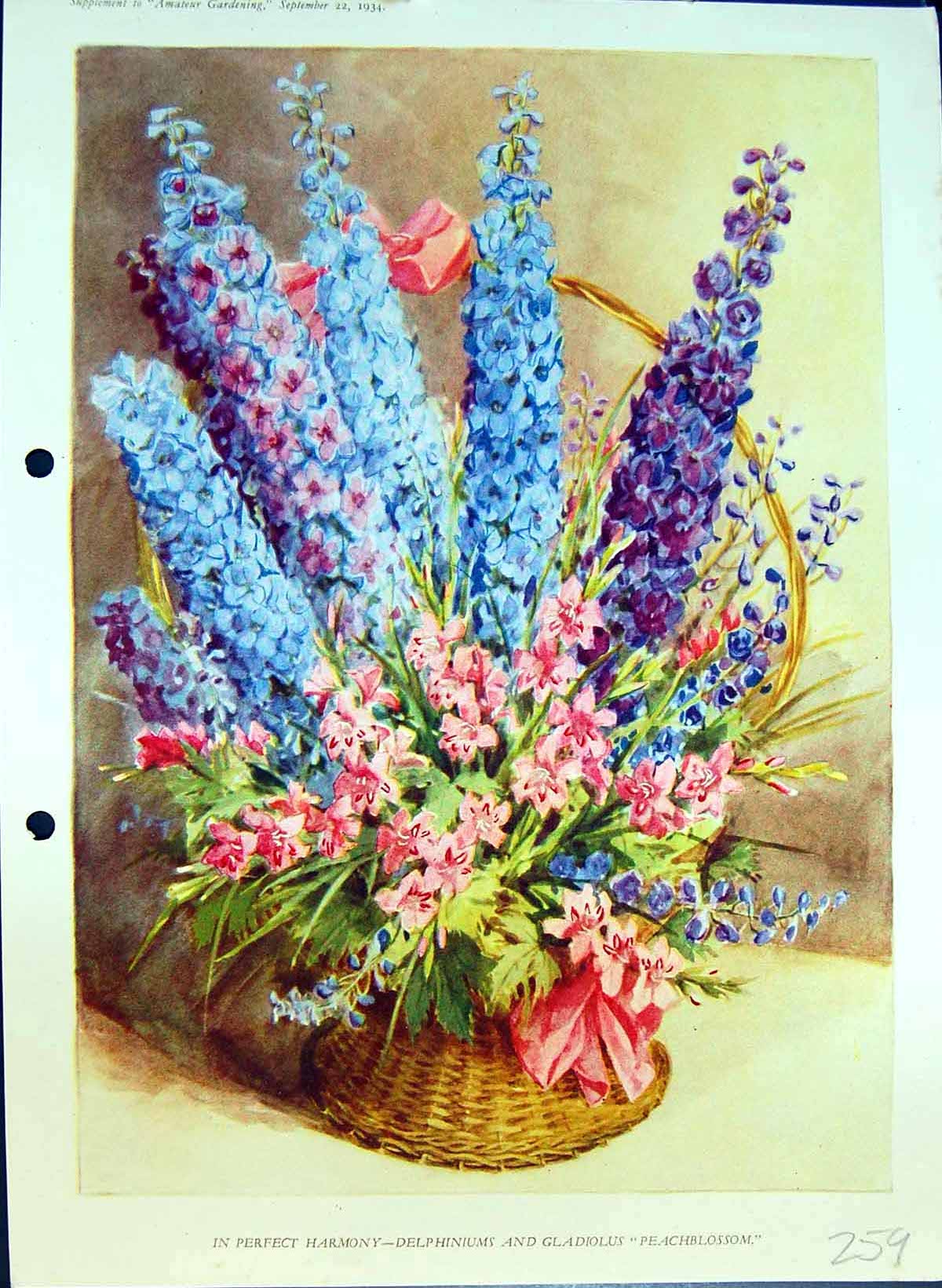 Original Old Antique Print Delphiniums Gladiolus Peachblossom Colour Flowers