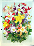 Old Print Long Spurred Hybrid Aquileglas Buttercup Family Colour Flowers