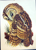 Original Old Antique Print Colour Owl